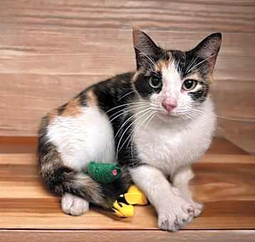 Photo of Claquette (Flip Flop)