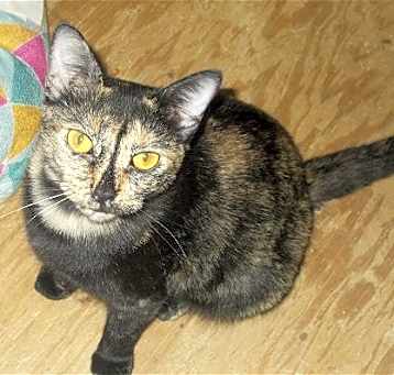 Photo of Petunia