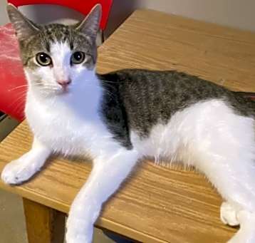 Photo of Poblano