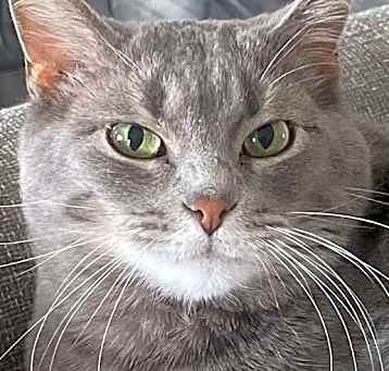 Photo of Stella