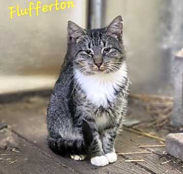 Photo of Flufferton