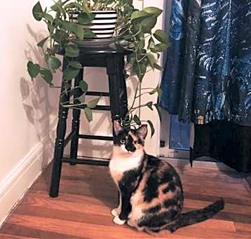 Photo of zz 'Yuki' courtesy listing