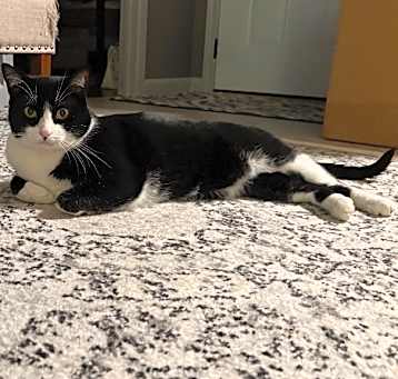 Photo of Wren