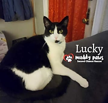 Photo of Lucky