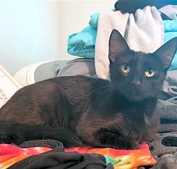 Photo of Olive (cat)