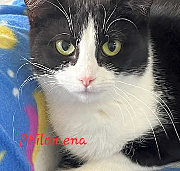 Photo of Philomena