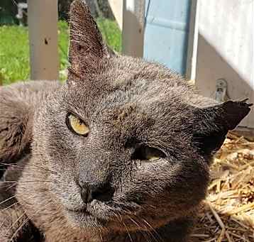 Photo of Smokey