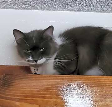 Photo of Suki