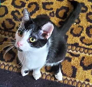 Photo of Scooter