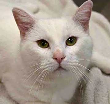 Photo of Casper