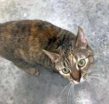 Photo of Donkee