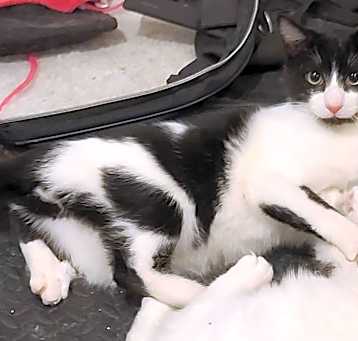 Photo of Pleezio