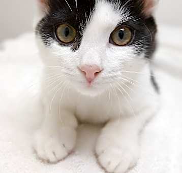 Photo of Catpernicus