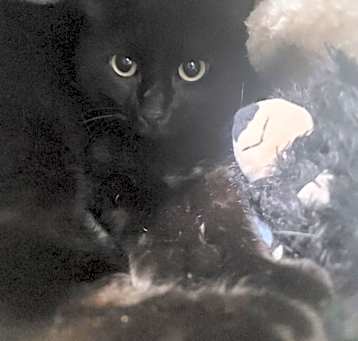 Photo of Baby Girl