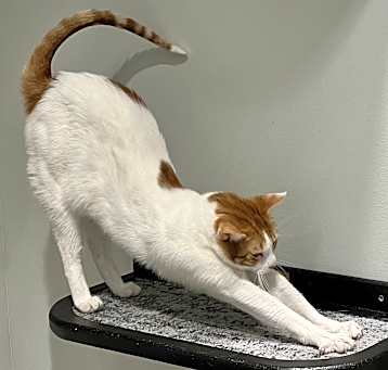 Photo of Snagglepus