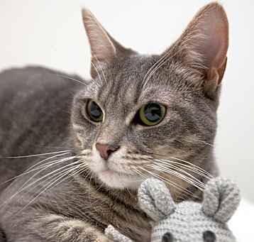 Photo of Tellie