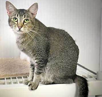 Photo of Bess