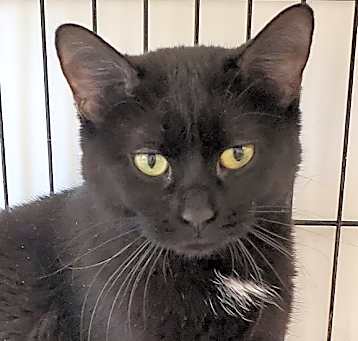 Photo of Nyx