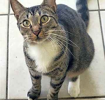 Photo of Shilo
