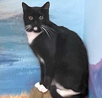Photo of Dibbles