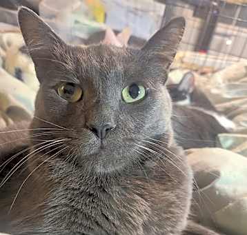 Photo of Whiskey