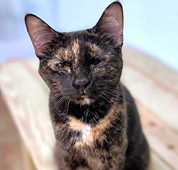 Photo of Sweet Serrano