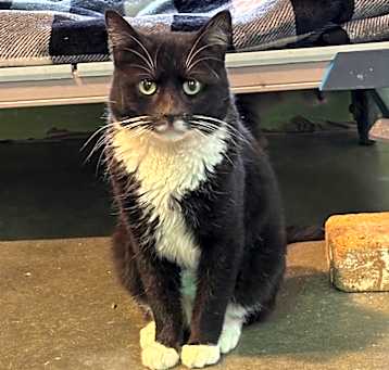 Photo of Queso (FIV+)