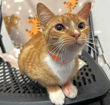 Photo of Butterscotch