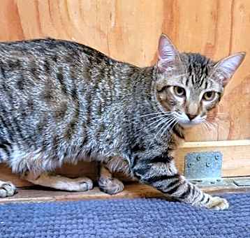 Photo of Pepito