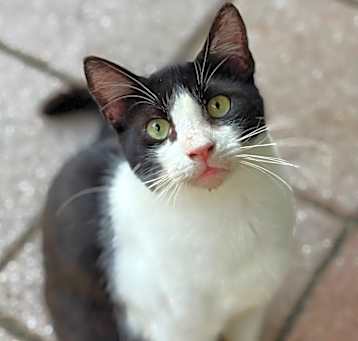Photo of Bojangles