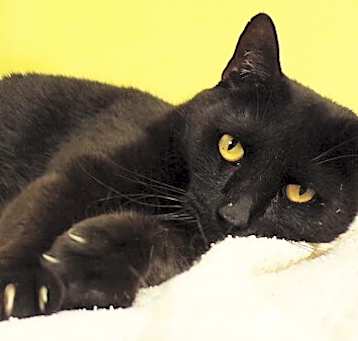 Photo of Enok / Panther