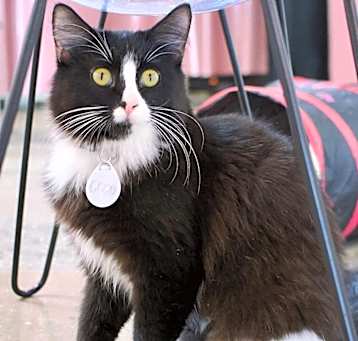 Photo of Coco