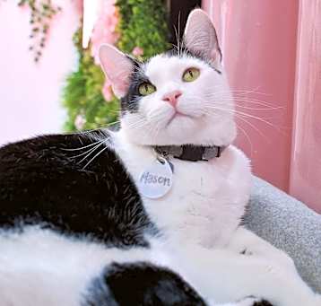 Photo of Mason
