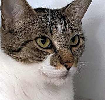 Photo of Fee Bee