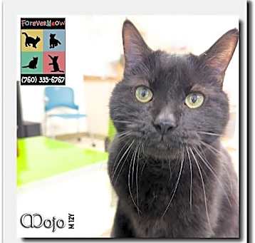 Photo of Mojo