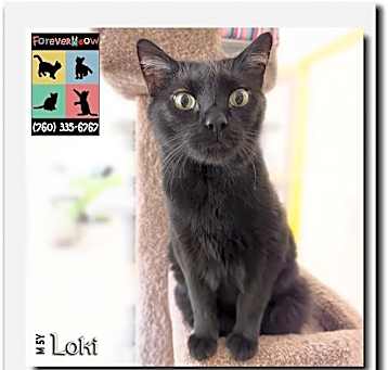 Photo of Loki