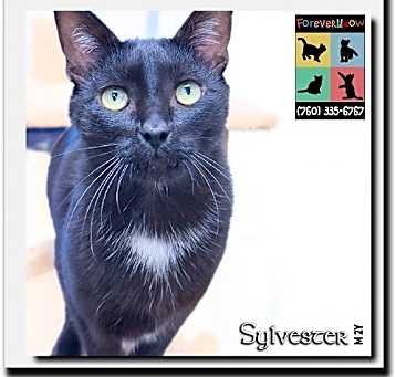 Photo of Sylvester