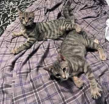 Photo of Faith bonded with Delilah