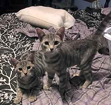 Photo of Delilah bonded with Faith