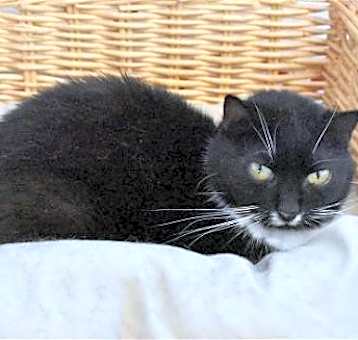 Photo of Peepers