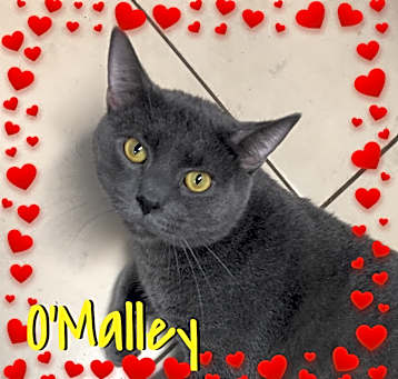 Photo of O'Malley