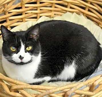Photo of Smudgie