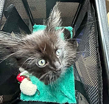 Photo of Luna