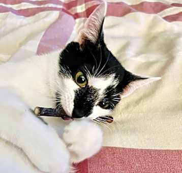 Photo of Almond
