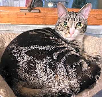 Photo of Atticus