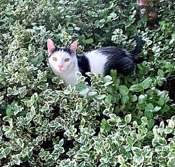 Photo of FUDGE (COURTESY POST)