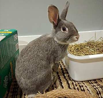Photo of Gracie