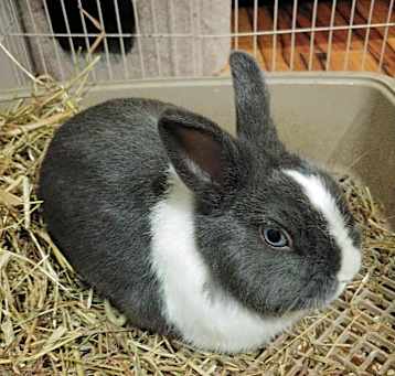 Photo of Pipkin