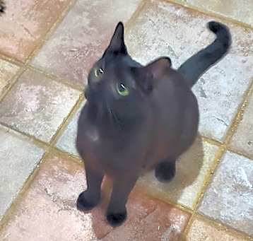 Photo of Nettie