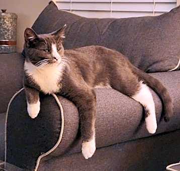 Photo of Finn